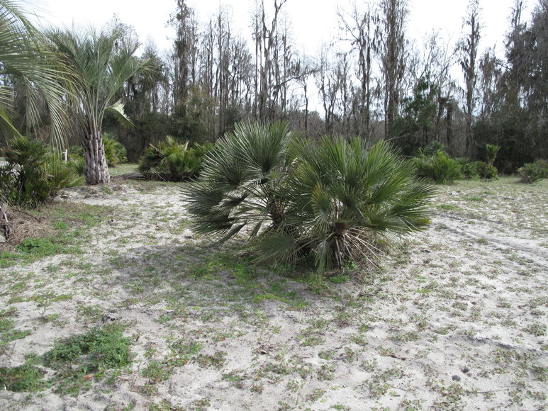 Image for Online Auction of a 90+/- Acre Palm Tree Farm in Jasper, FL