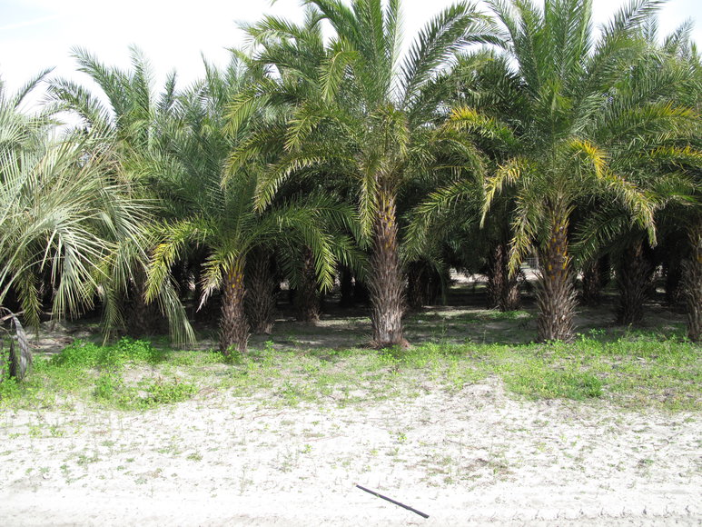 Image for Online Auction of a 90+/- Acre Palm Tree Farm in Jasper, FL