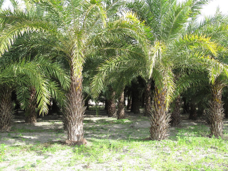 Image for Online Auction of a 90+/- Acre Palm Tree Farm in Jasper, FL