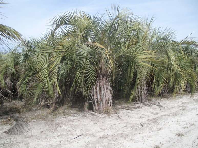 Image for Online Auction of a 90+/- Acre Palm Tree Farm in Jasper, FL