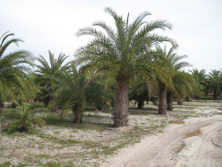 Image for Online Auction of a 90+/- Acre Palm Tree Farm in Jasper, FL