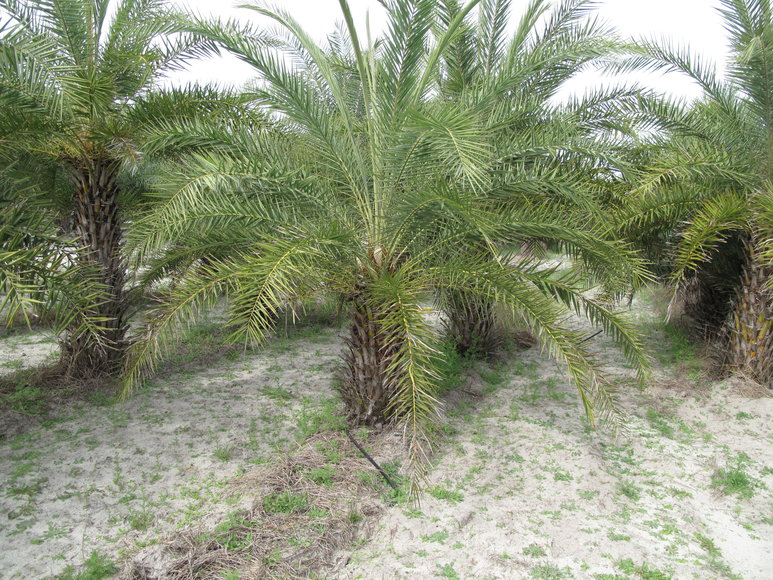 Image for Online Auction of a 90+/- Acre Palm Tree Farm in Jasper, FL