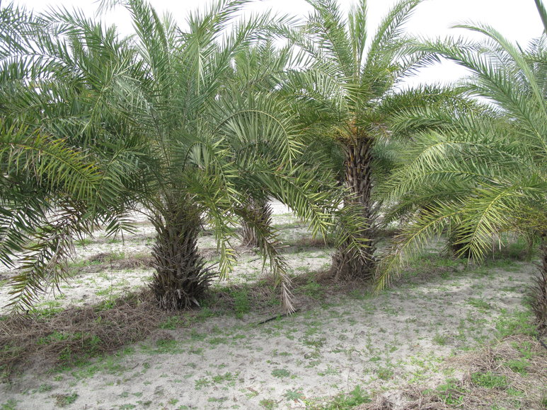 Image for Online Auction of a 90+/- Acre Palm Tree Farm in Jasper, FL