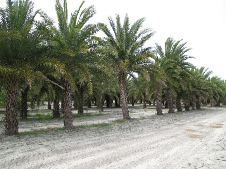 Image for Online Auction of a 90+/- Acre Palm Tree Farm in Jasper, FL