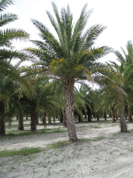 Image for Online Auction of a 90+/- Acre Palm Tree Farm in Jasper, FL