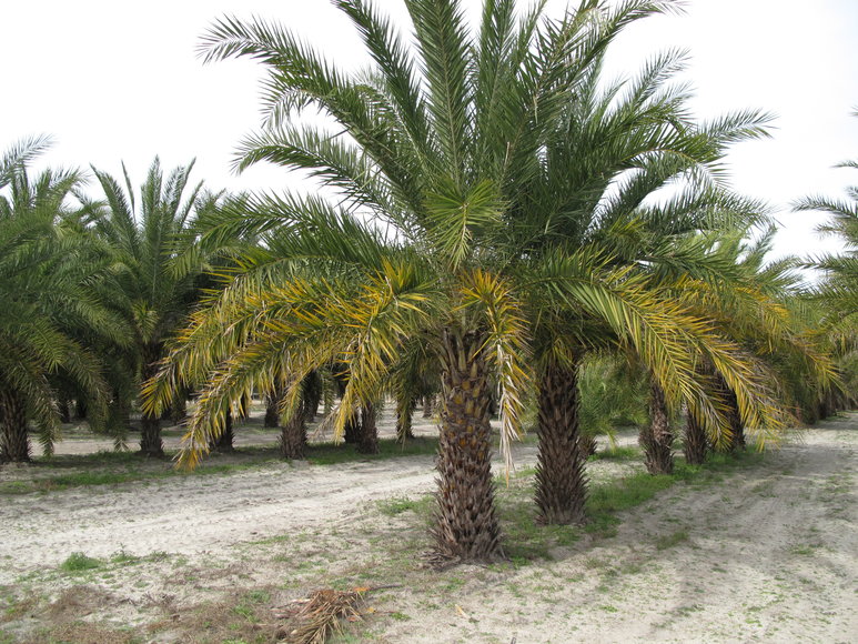 Image for Online Auction of a 90+/- Acre Palm Tree Farm in Jasper, FL