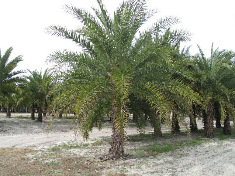 Image for Online Auction of a 90+/- Acre Palm Tree Farm in Jasper, FL