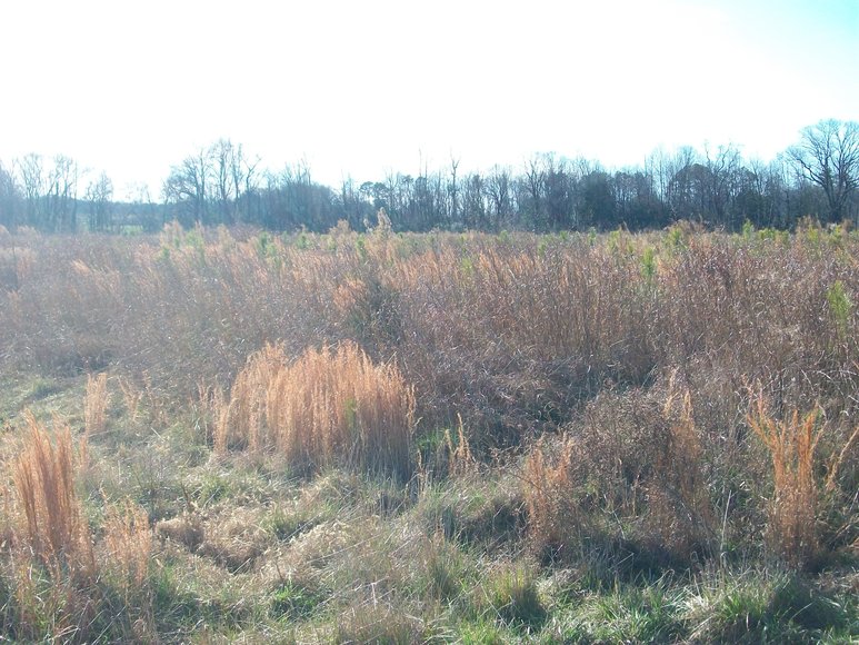 REAL ESTATE AUCTION 4 Waterfront Tracts (Callao, VA)