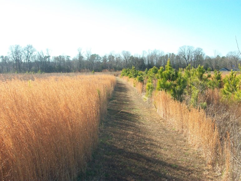 REAL ESTATE AUCTION 4 Waterfront Tracts (Callao, VA)