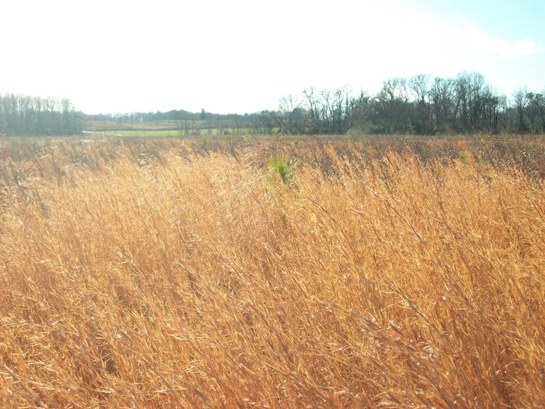 Image for REAL ESTATE AUCTION: 4 Waterfront Tracts (Callao, VA)