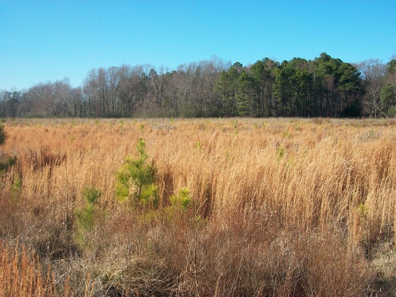 Image for REAL ESTATE AUCTION: 4 Waterfront Tracts (Callao, VA)