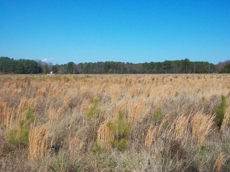 REAL ESTATE AUCTION 4 Waterfront Tracts (Callao, VA)