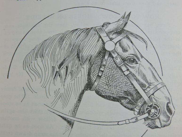 Image for Prof. Beery's Mail Courses in Horsemanship