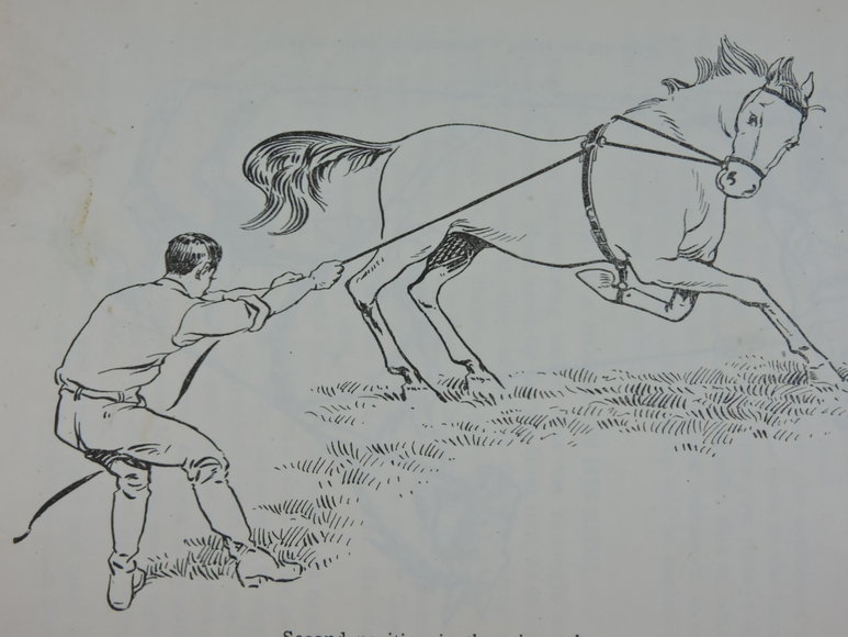 Image for Prof. Beery's Mail Courses in Horsemanship