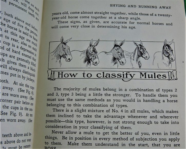 Image for Prof. Beery's Mail Courses in Horsemanship