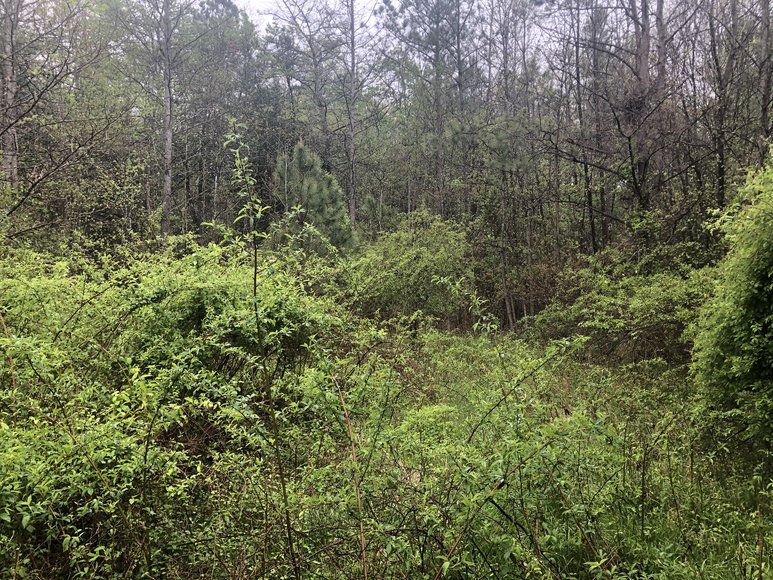 Image for 2.00 ± AC Residential Building Lot - Quiet Neighborhood Near Kings Dominion - New Construction/Rehab Opportunity - Hanover County - 10360 Mt. Hope Church Rd., Doswell VA 23047