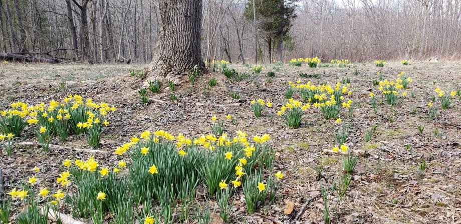 Image for Beautiful 185 Acres in Bedford County