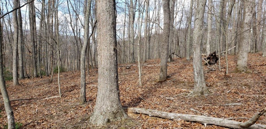Image for Beautiful 185 Acres in Bedford County