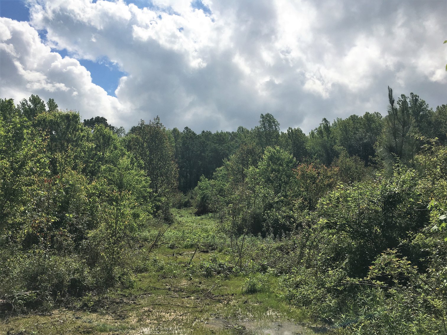 Image for 15.2 +/- Acre Building Lot Just Outside of Blackstone, VA--SELLS to the HIGHEST BIDDER via ONLINE ONLY BIDDING!!