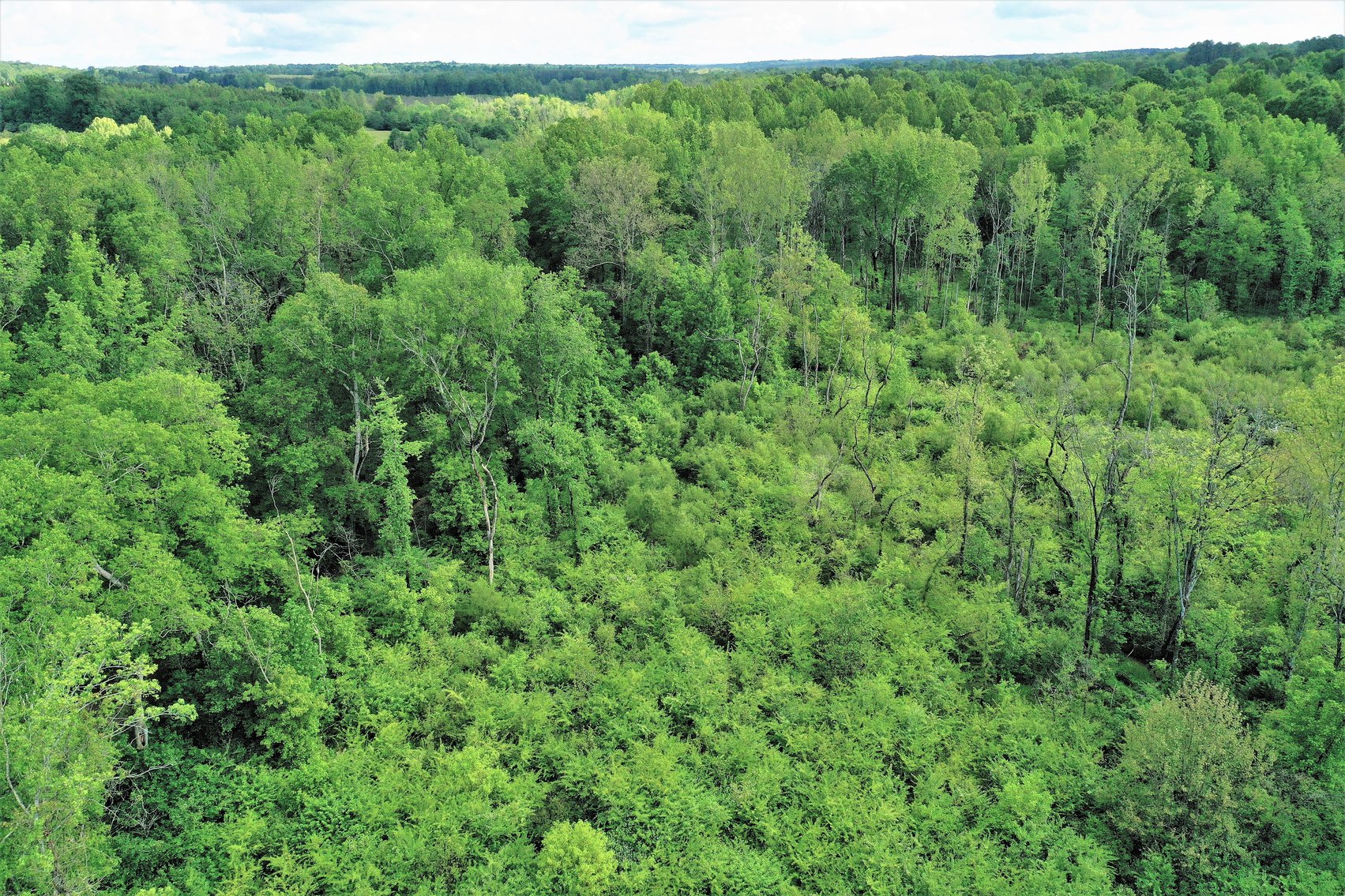 Image for 15.2 +/- Acre Building Lot Just Outside of Blackstone, VA--SELLS to the HIGHEST BIDDER via ONLINE ONLY BIDDING!!