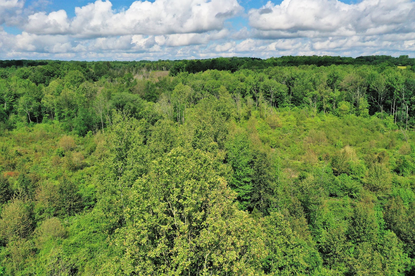 Image for 15.2 +/- Acre Building Lot Just Outside of Blackstone, VA--SELLS to the HIGHEST BIDDER via ONLINE ONLY BIDDING!!