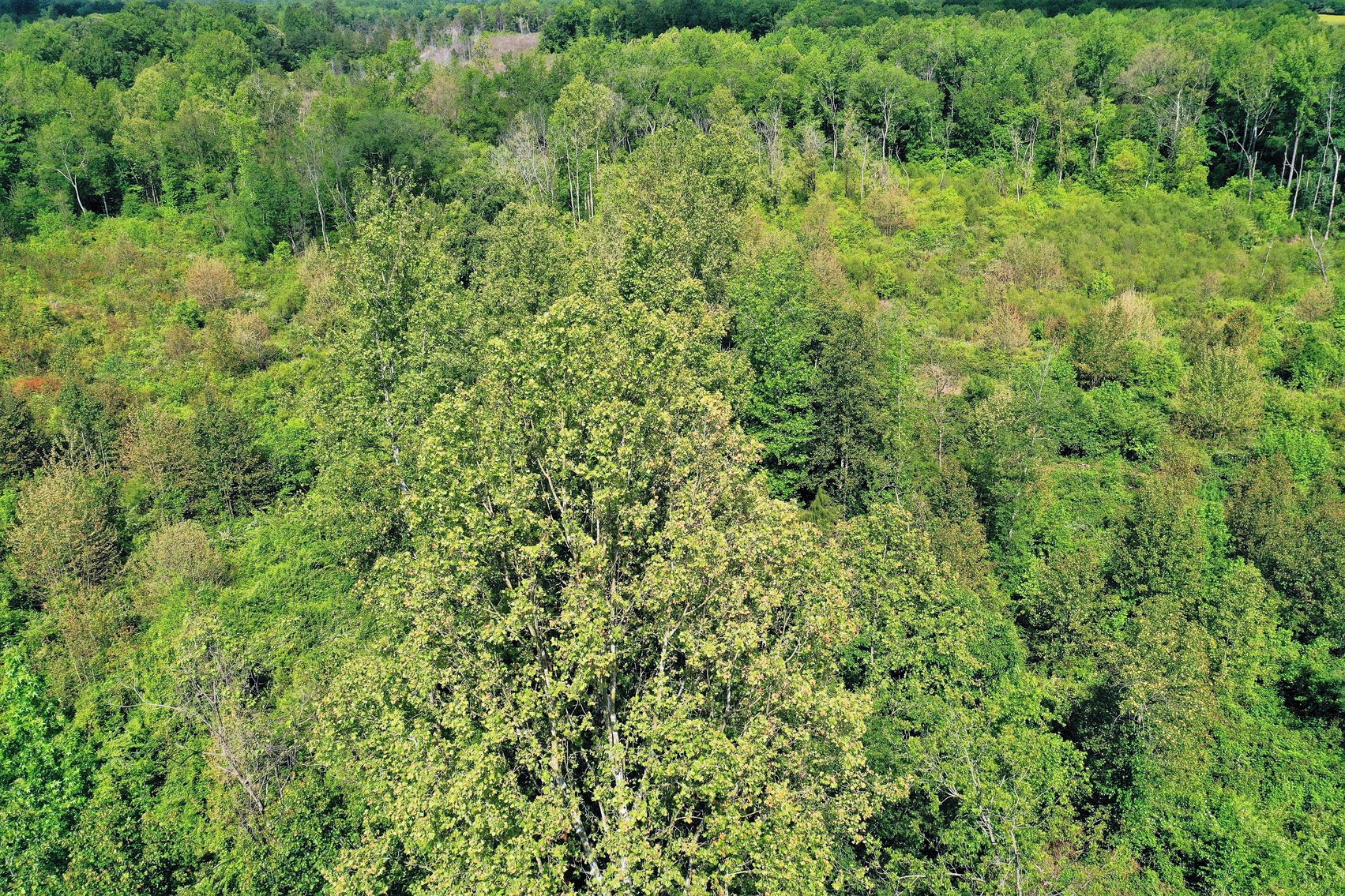 Image for 15.2 +/- Acre Building Lot Just Outside of Blackstone, VA--SELLS to the HIGHEST BIDDER via ONLINE ONLY BIDDING!!