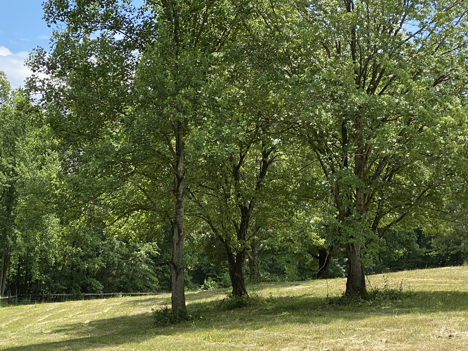 Image for 12 +/- Acre Parcel w/62'x70' Clear Span Building & Fencing in Orange County, VA