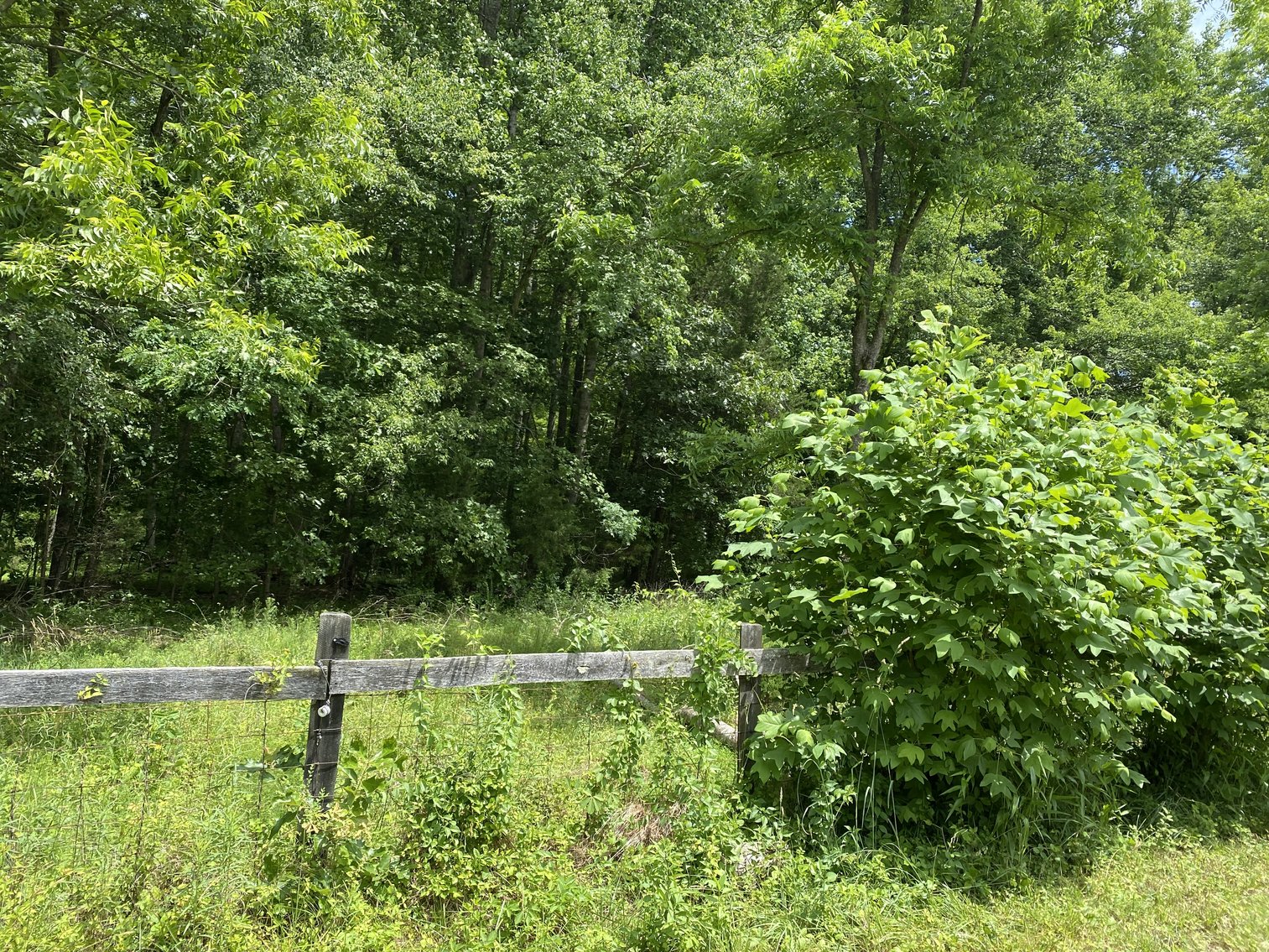 Image for 2.1 +/- Acre Wooded Building Lot in Orange County, VA
