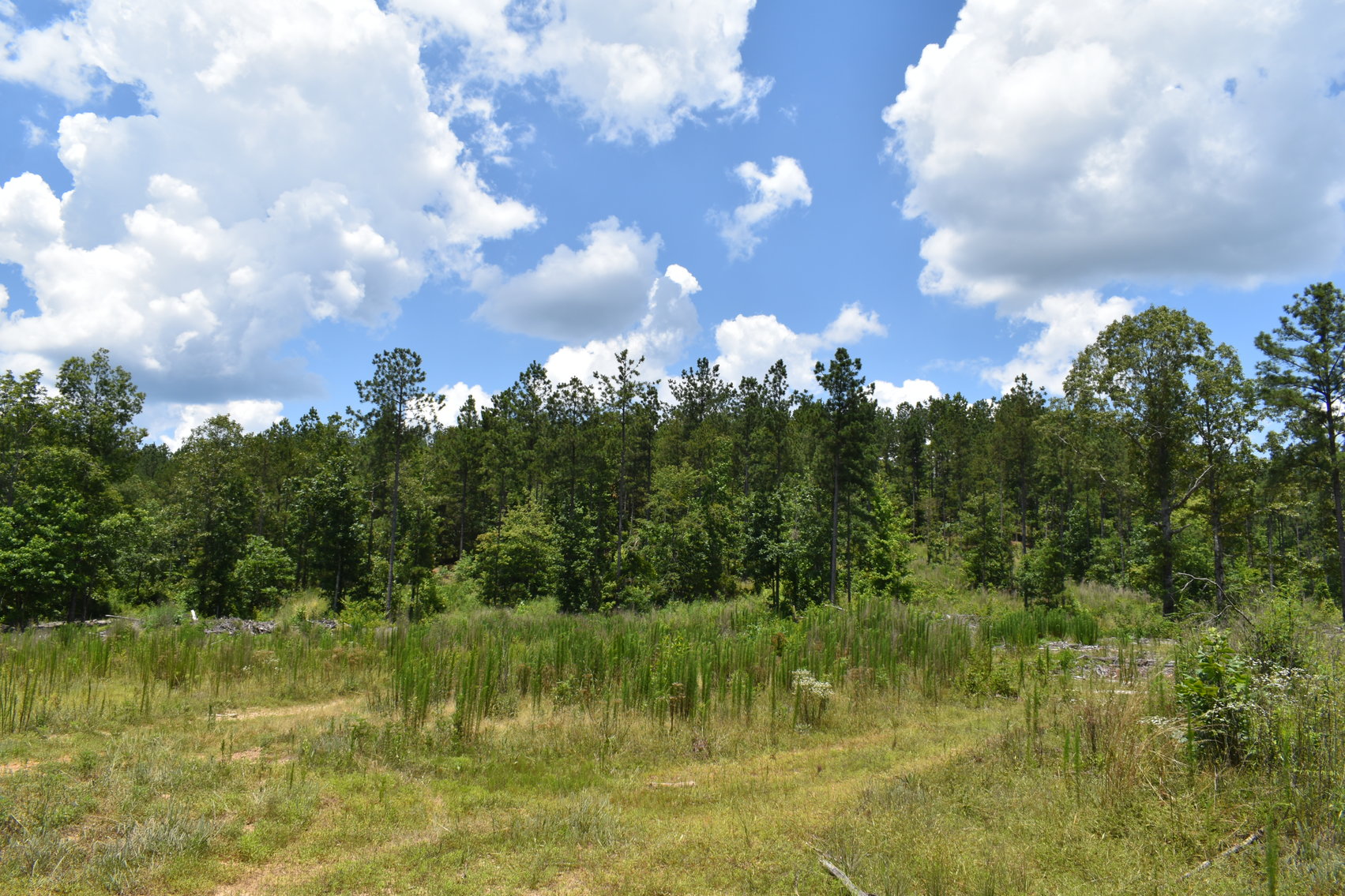 Image for 492± Acres at Inland Lake Springville, Alabama