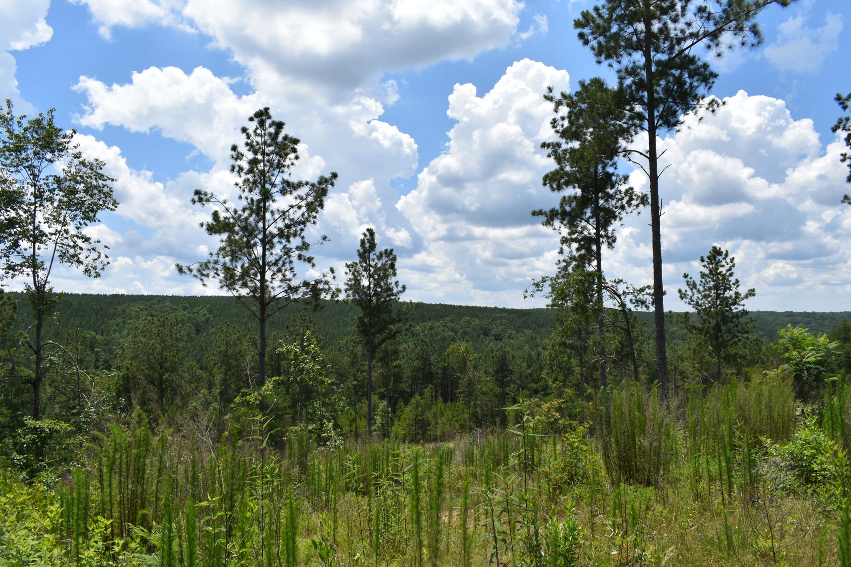 Image for 492± Acres at Inland Lake Springville, Alabama