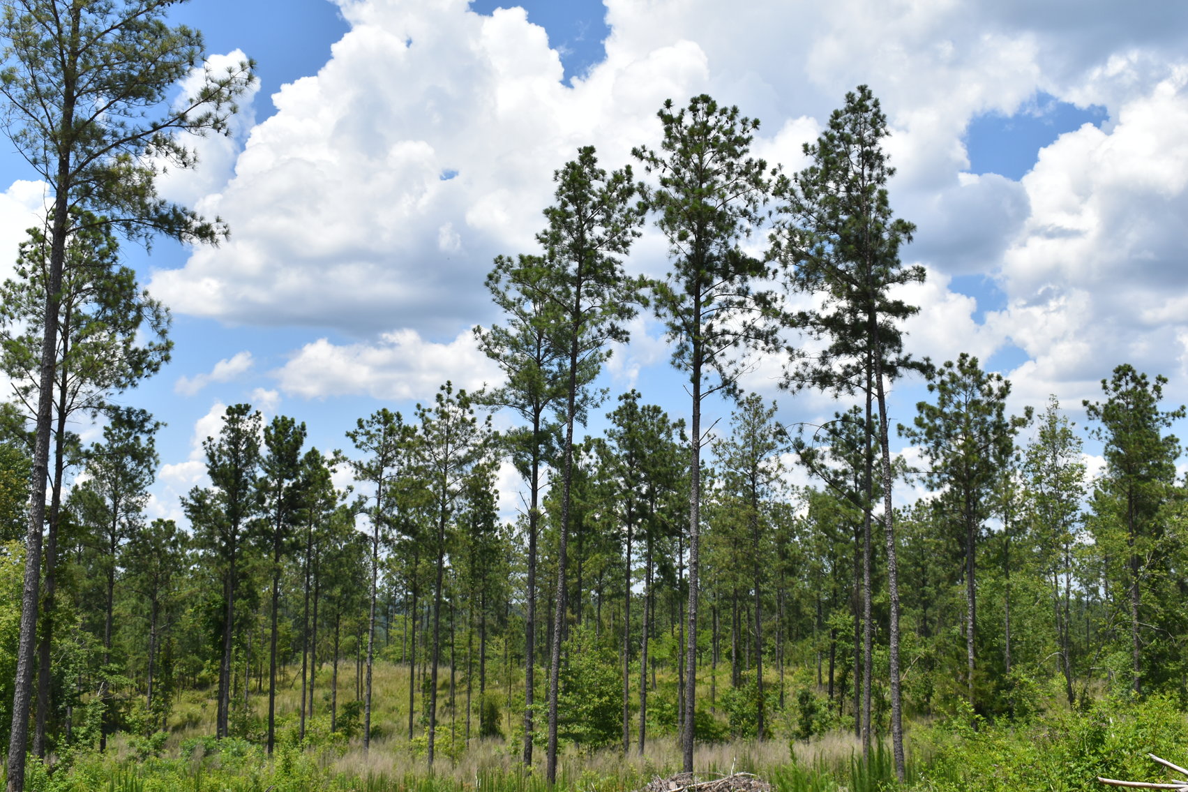 Image for 492± Acres at Inland Lake Springville, Alabama