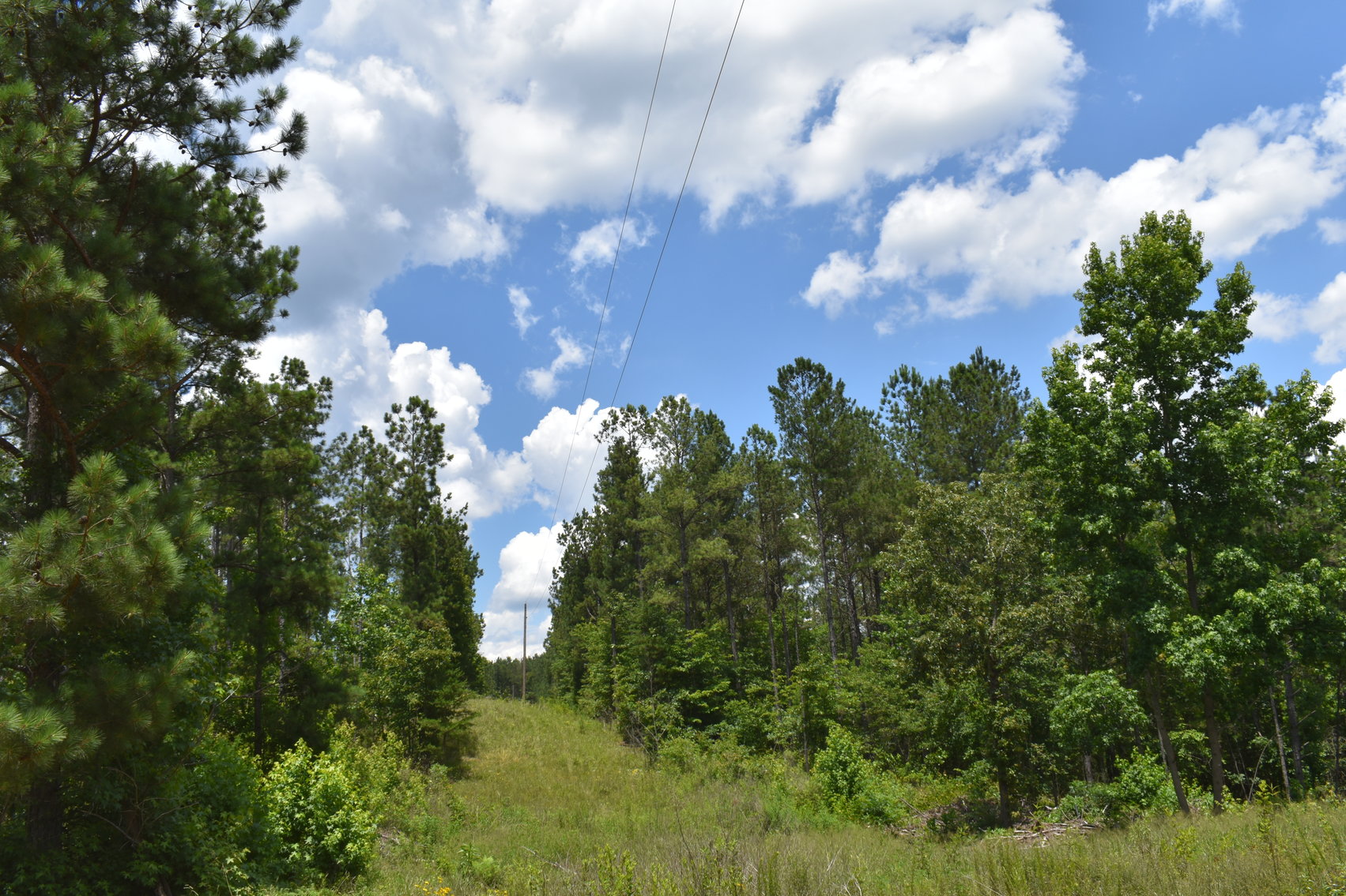 Image for 492± Acres at Inland Lake Springville, Alabama