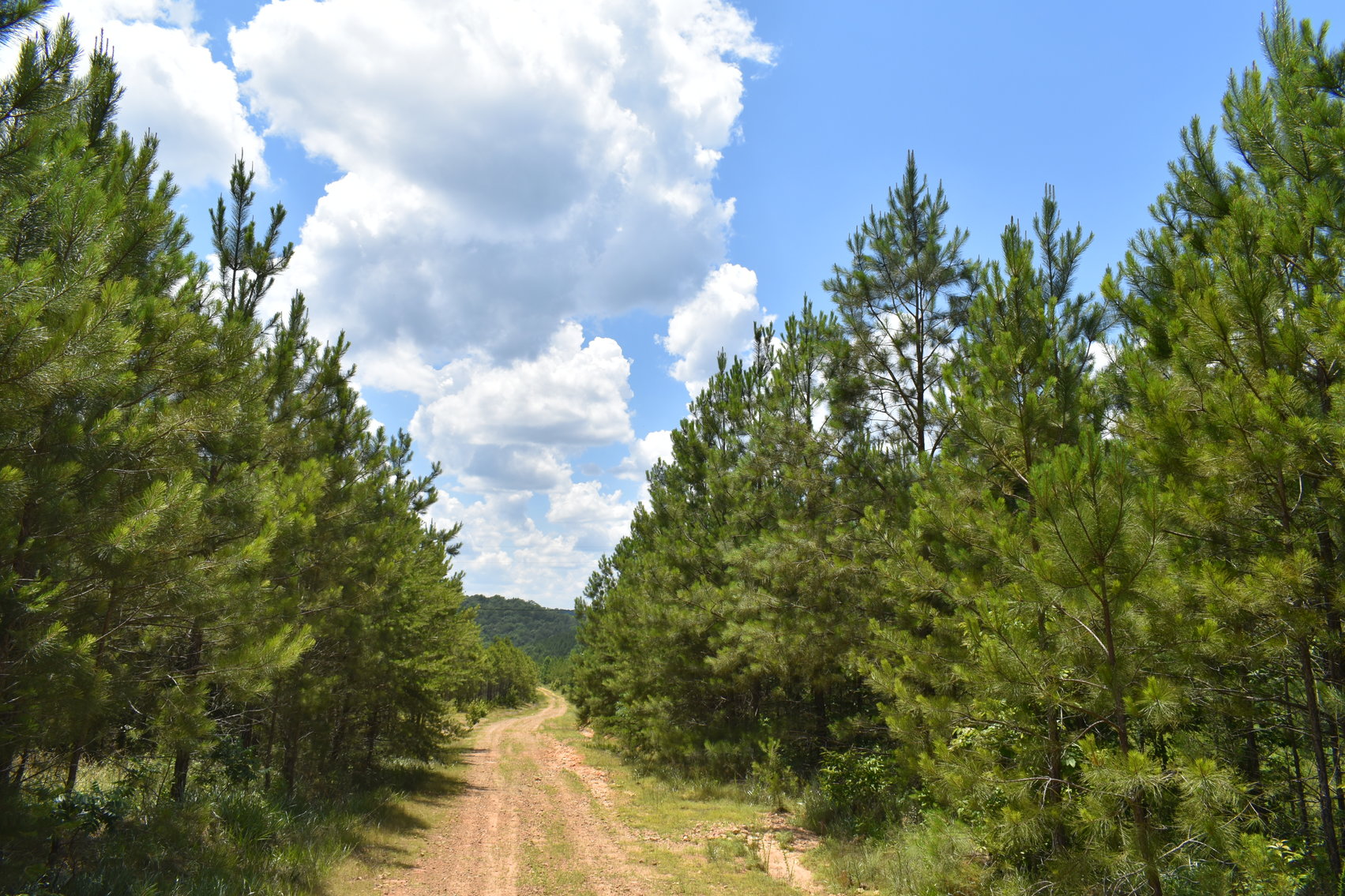 Image for 492± Acres at Inland Lake Springville, Alabama