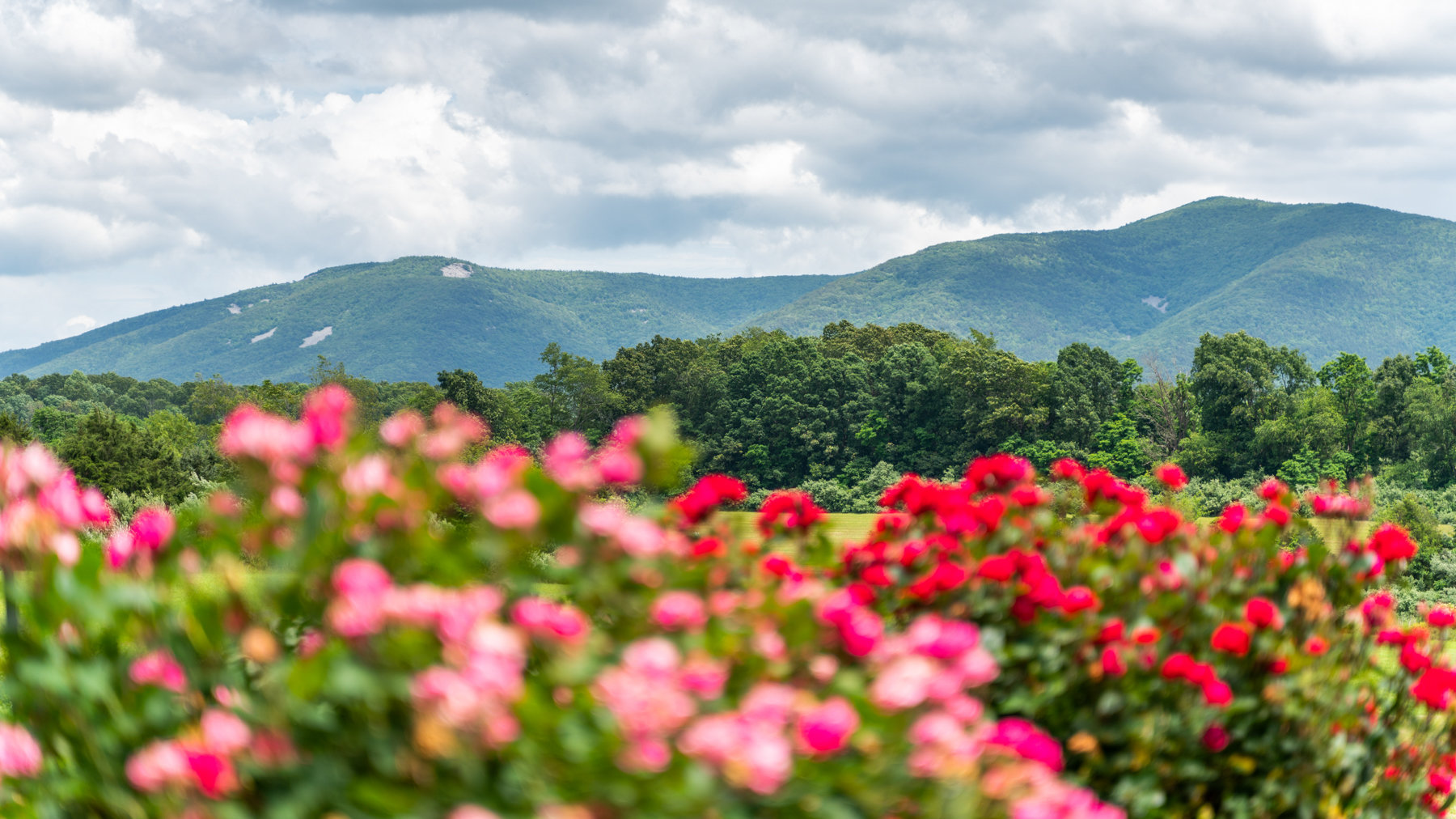 Image for Custom 3 BR/3 BA Home on 14.5 +/- Acres w/Amazing Blue Ridge Mountain Views--Augusta County, VA