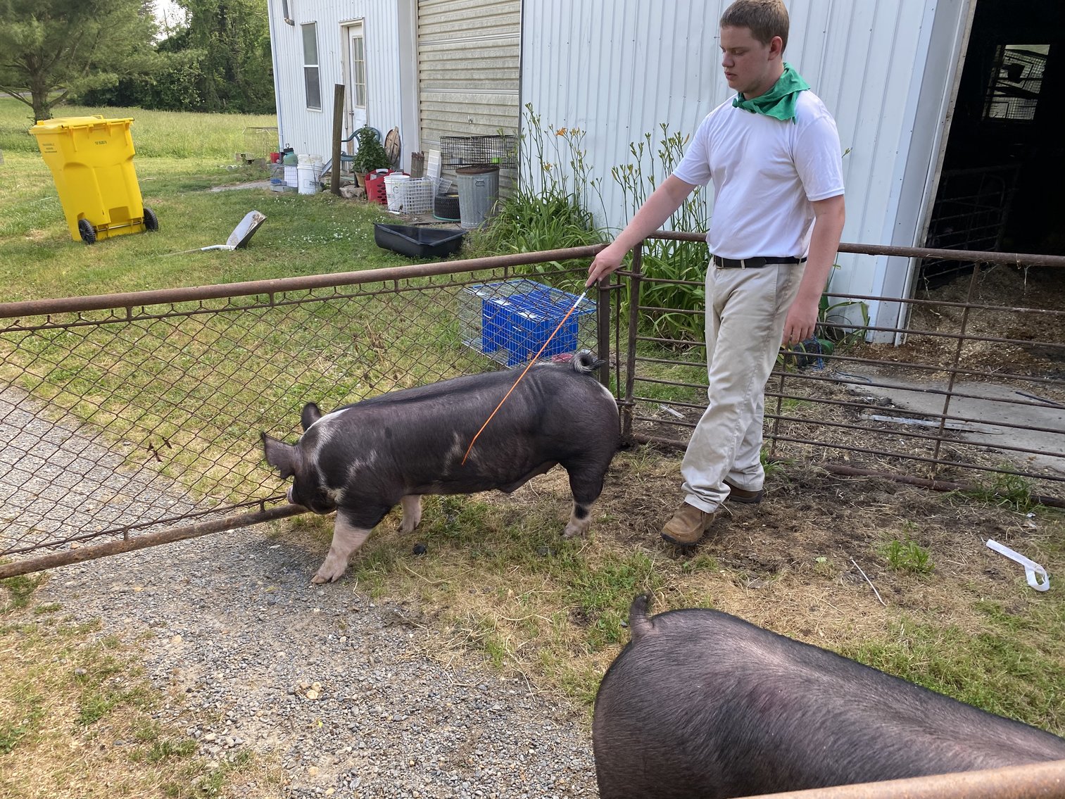 Image for TALBOT COUNTY LIVESTOCK AUCTION