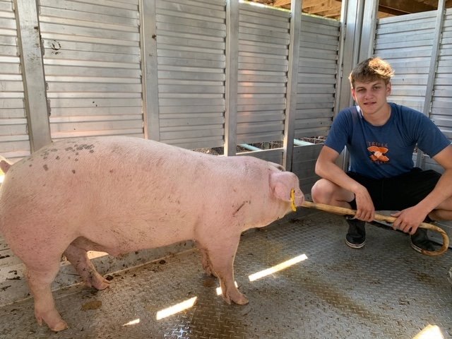 Image for TALBOT COUNTY LIVESTOCK AUCTION