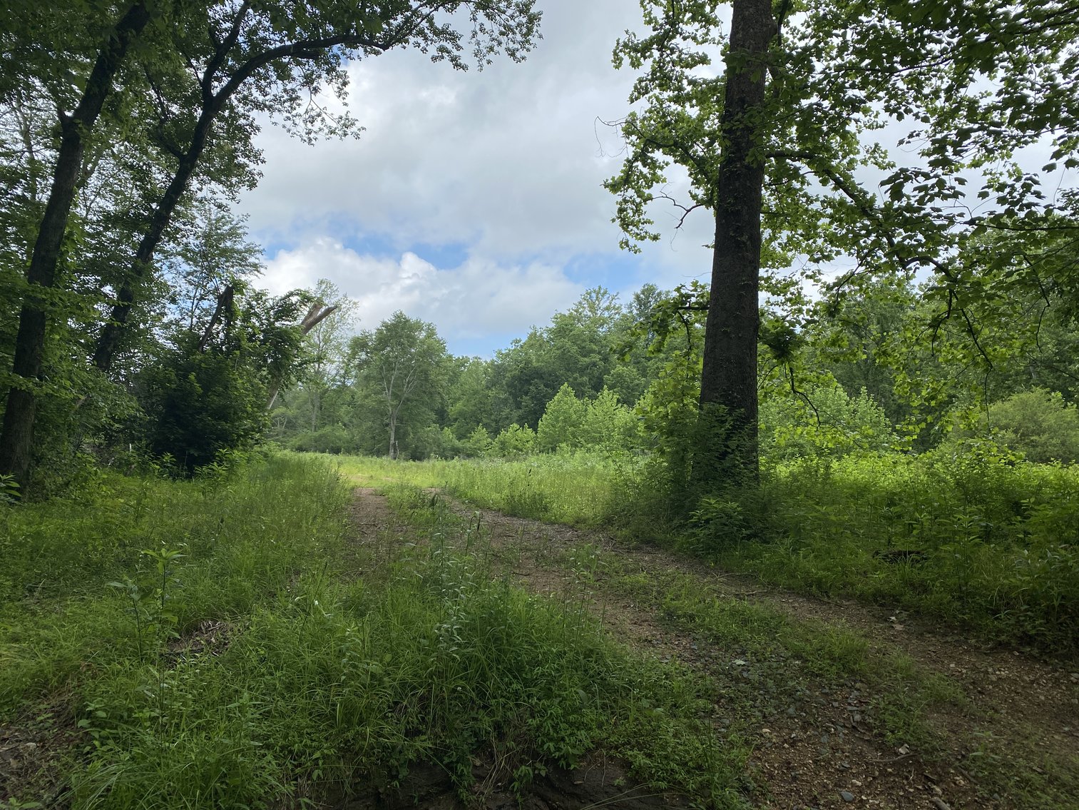 Image for 6 Tracts of Contiguous Raw Land Totaling 267 +/- Acres in Albemarle & Louisa Counties