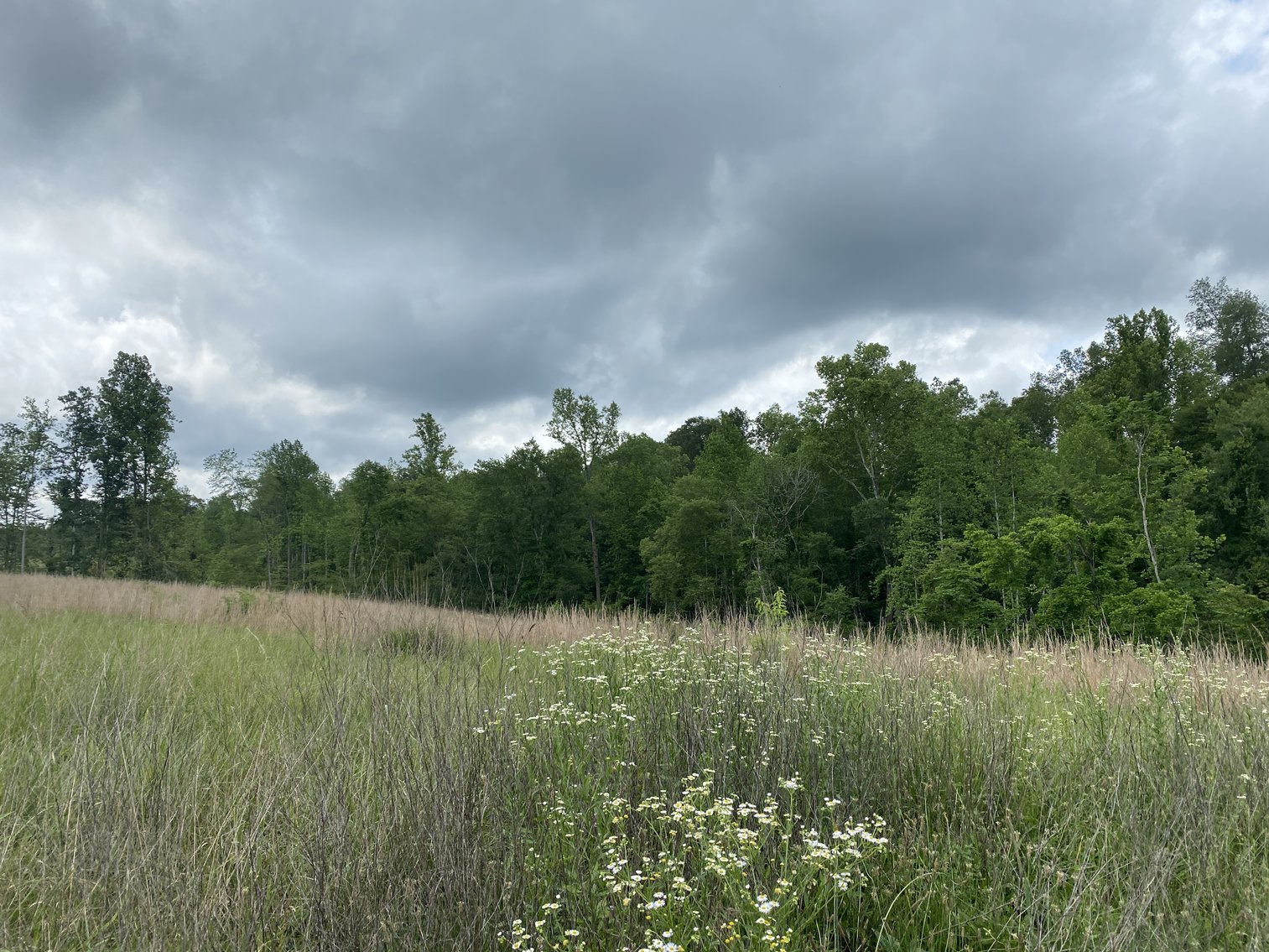 Image for 6 Tracts of Contiguous Raw Land Totaling 267 +/- Acres in Albemarle & Louisa Counties