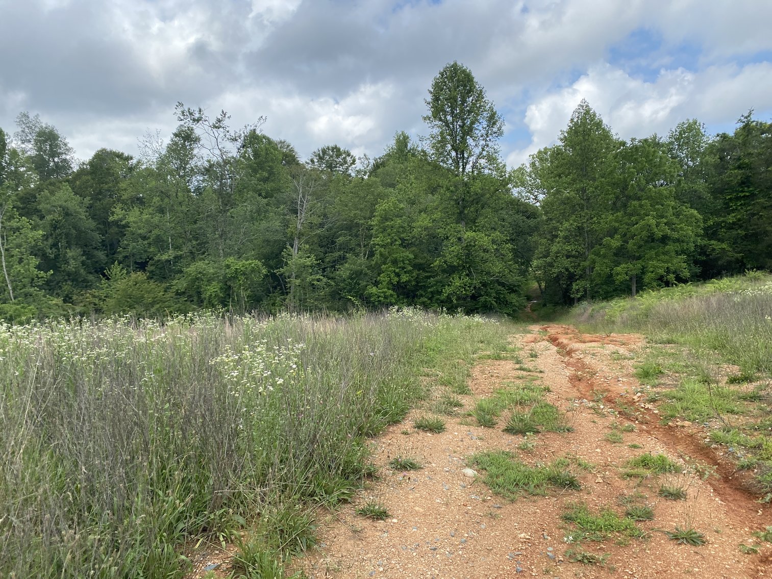 Image for 6 Tracts of Contiguous Raw Land Totaling 267 +/- Acres in Albemarle & Louisa Counties