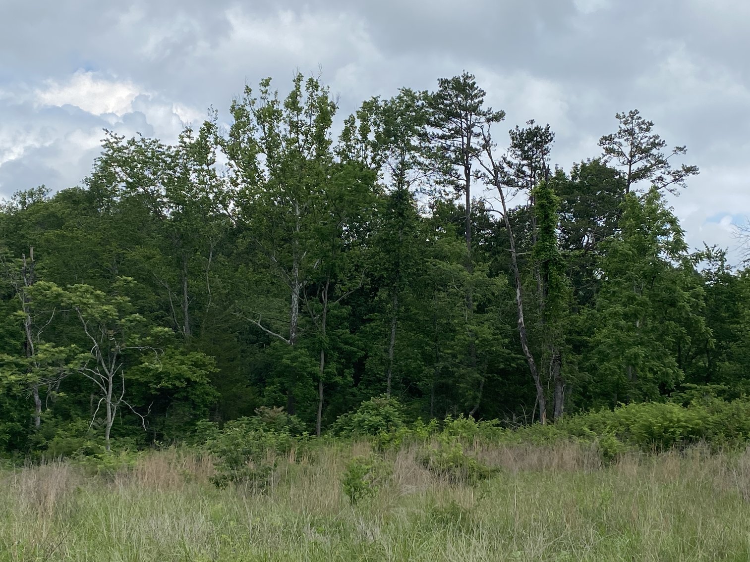 Image for 6 Tracts of Contiguous Raw Land Totaling 267 +/- Acres in Albemarle & Louisa Counties