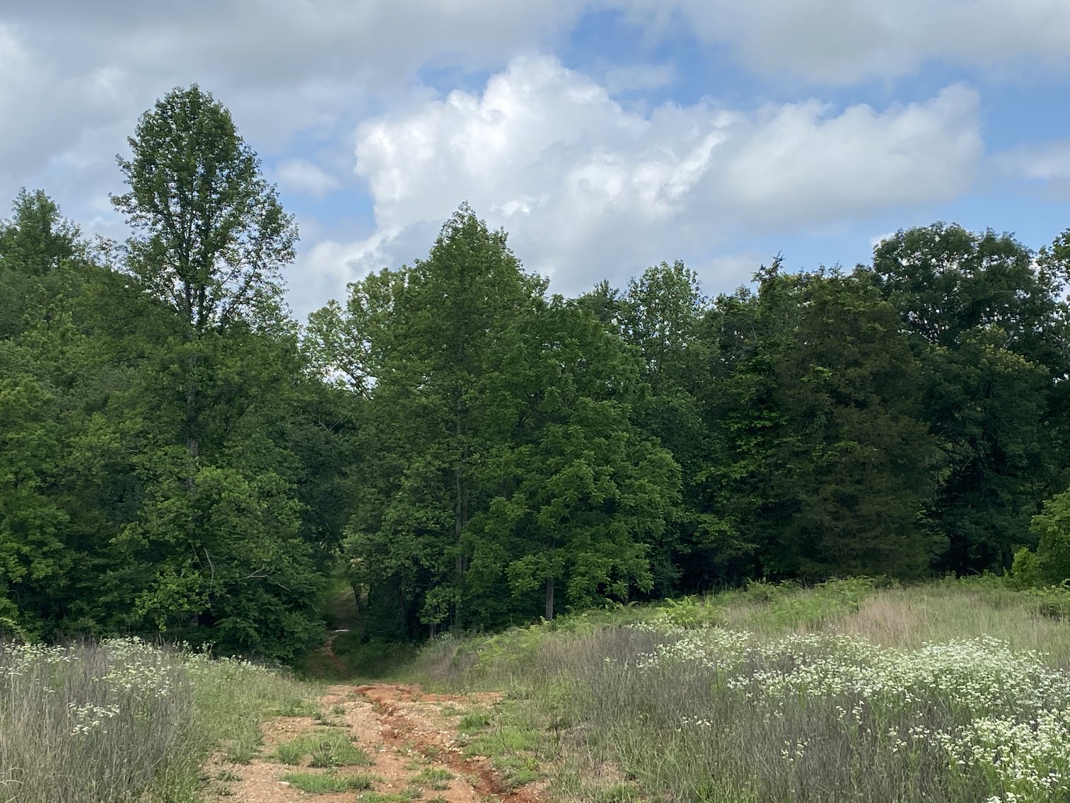 Image for 6 Tracts of Contiguous Raw Land Totaling 267 +/- Acres in Albemarle & Louisa Counties