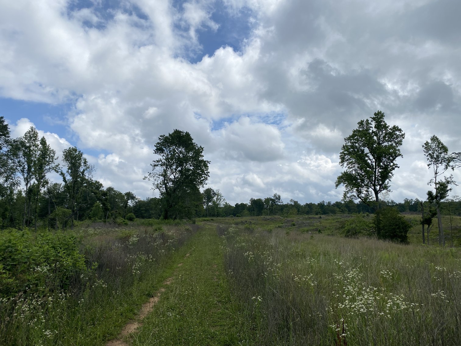 Image for 6 Tracts of Contiguous Raw Land Totaling 267 +/- Acres in Albemarle & Louisa Counties