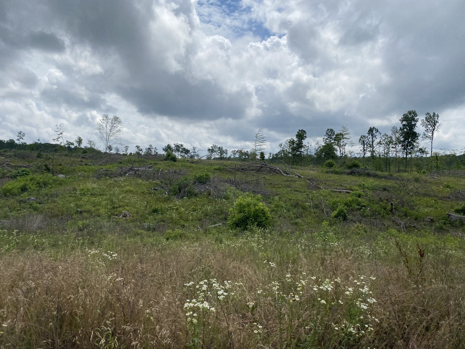 Image for 6 Tracts of Contiguous Raw Land Totaling 267 +/- Acres in Albemarle & Louisa Counties