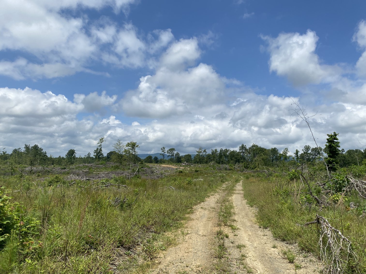 Image for 6 Tracts of Contiguous Raw Land Totaling 267 +/- Acres in Albemarle & Louisa Counties