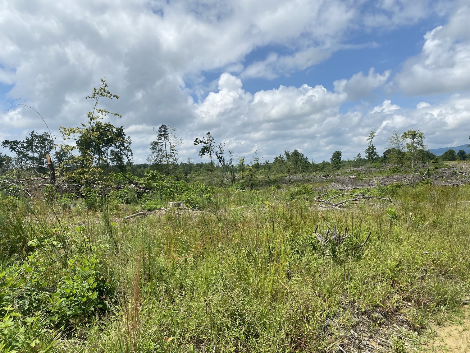 Image for 6 Tracts of Contiguous Raw Land Totaling 267 +/- Acres in Albemarle & Louisa Counties