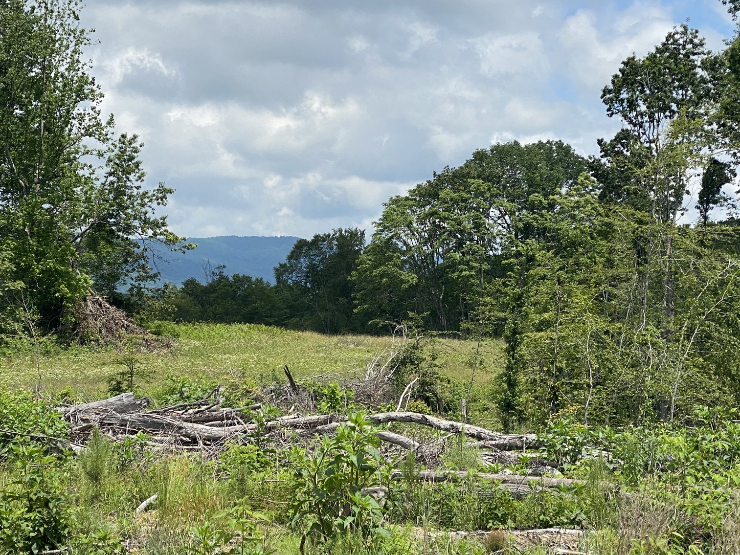 Image for 6 Tracts of Contiguous Raw Land Totaling 267 +/- Acres in Albemarle & Louisa Counties