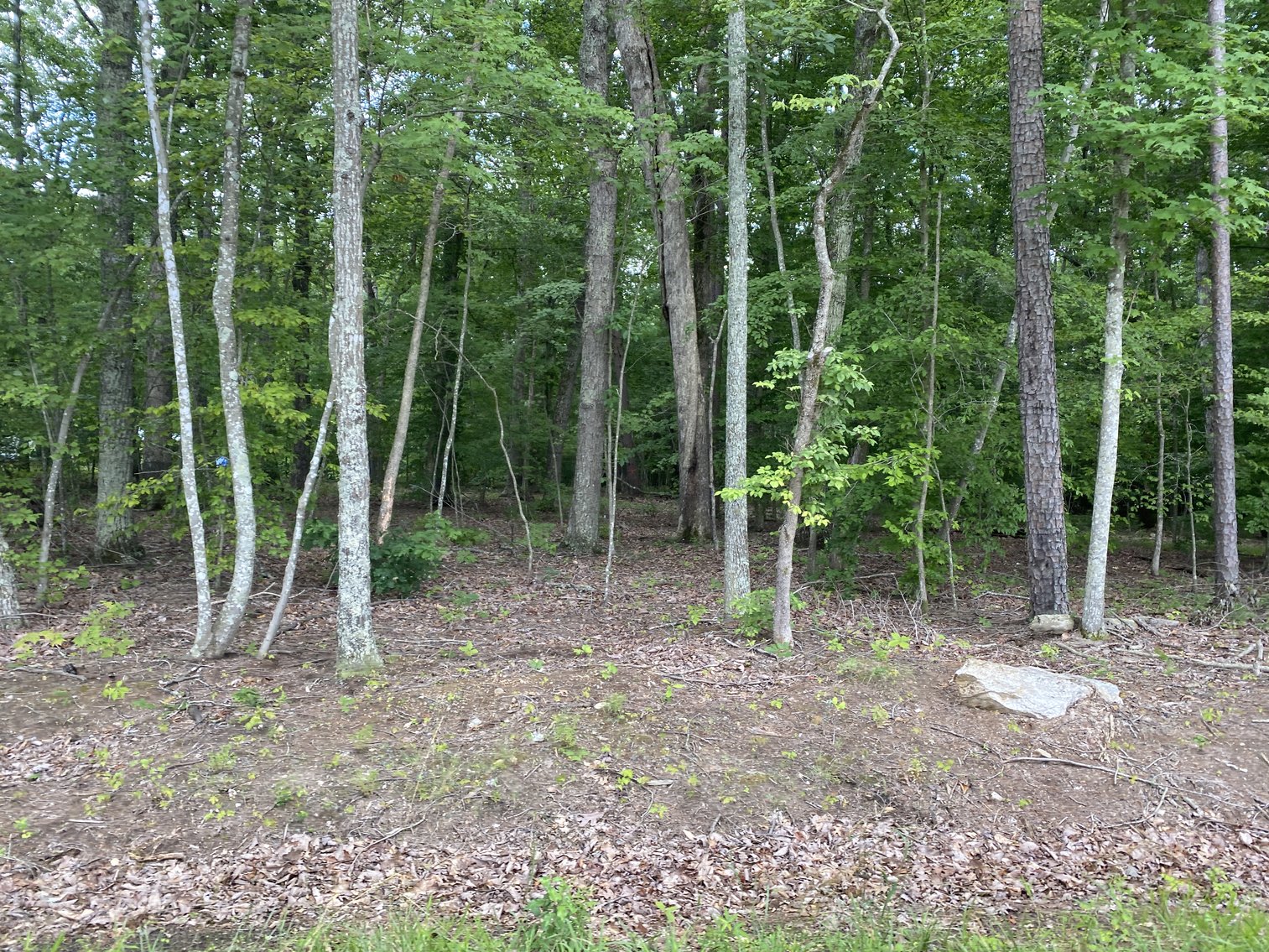 Image for 6 Tracts of Contiguous Raw Land Totaling 267 +/- Acres in Albemarle & Louisa Counties