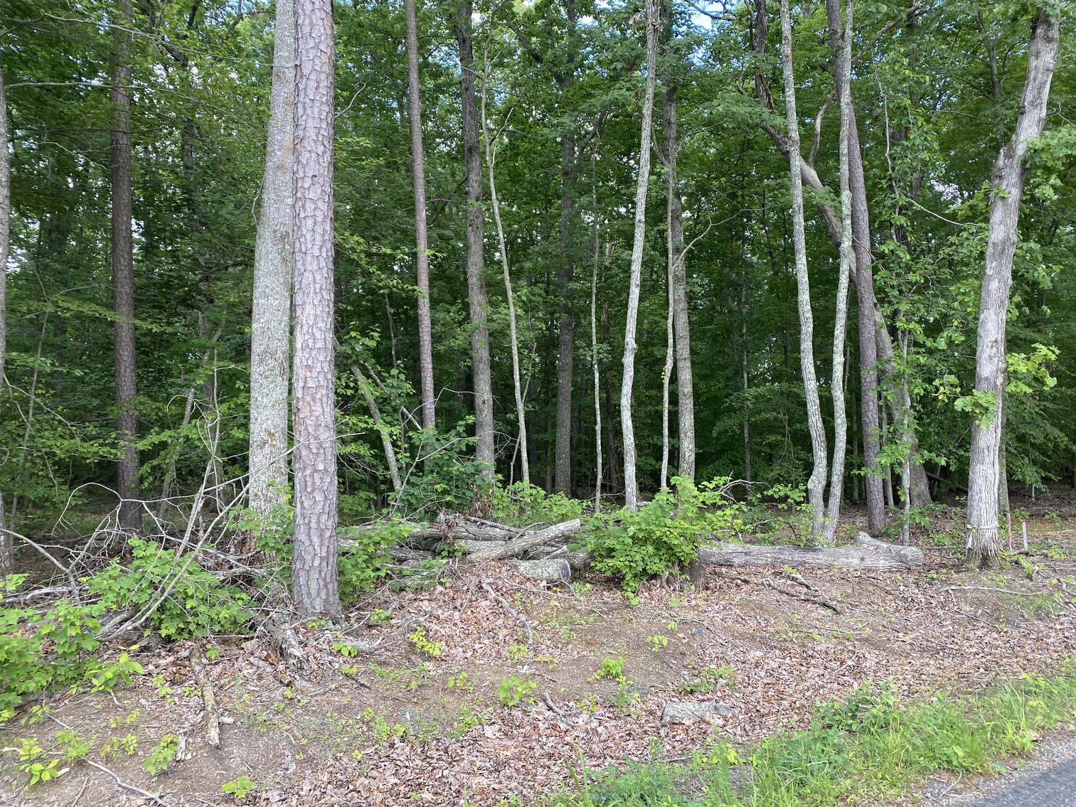 Image for 6 Tracts of Contiguous Raw Land Totaling 267 +/- Acres in Albemarle & Louisa Counties