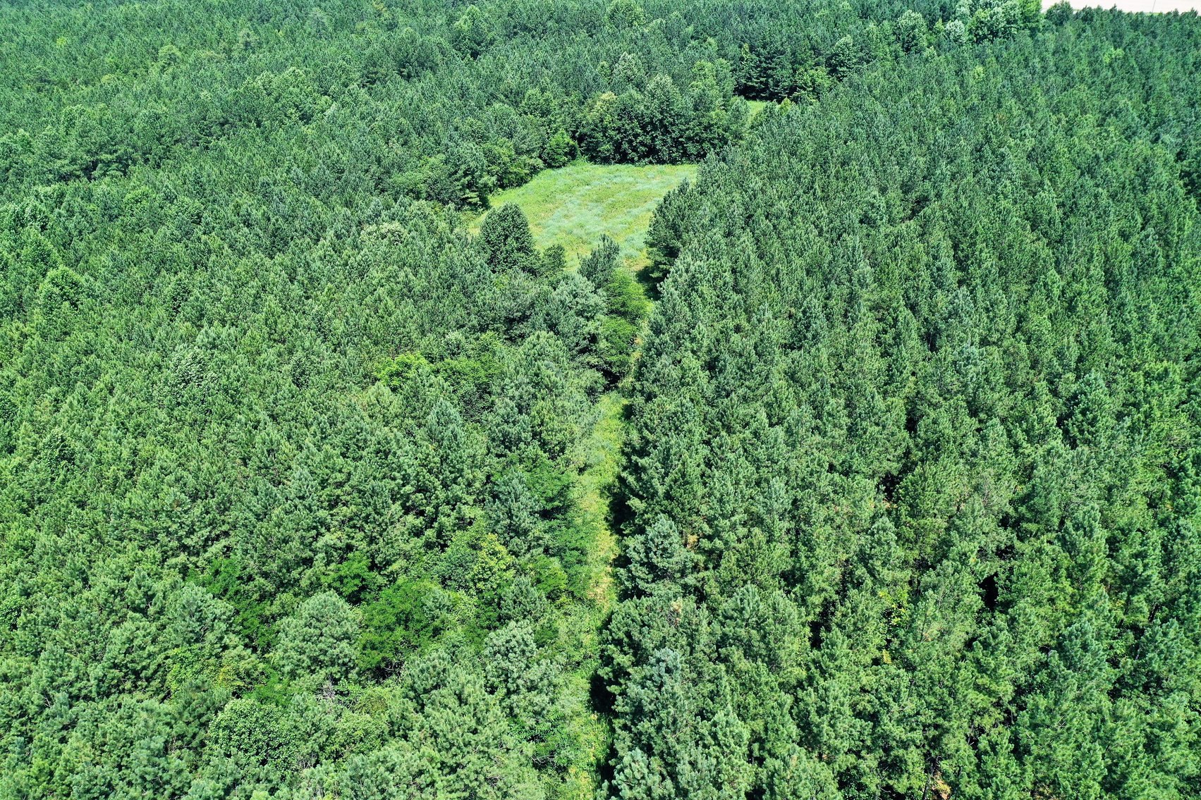 Image for 99 Acres of Timberland in Lunenburg County, VA