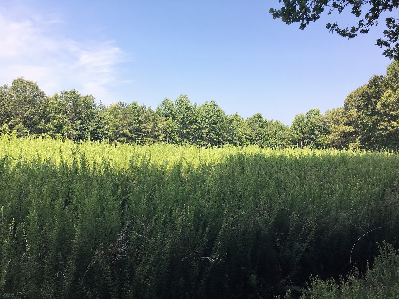 Image for 99 Acres of Timberland in Lunenburg County, VA